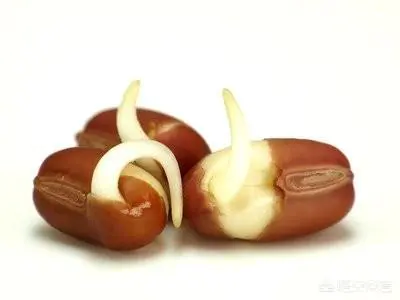 以前农村里真有人用体温催芽蔬菜种子吗?怎么操作的?-图片1
