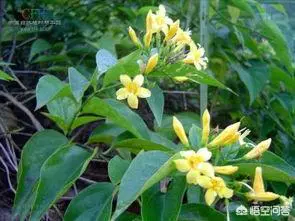 大茶药喂怀孕母猪会导致流产吗?-图片2