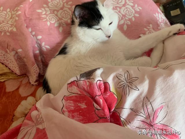 国产猫粮哪些品牌属于大厂猫粮？求推荐？-图片5