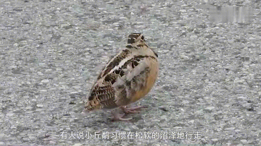 为什么丘鹬在地上走路的时候总是伸出一只脚摇晃身子呢?-图片2