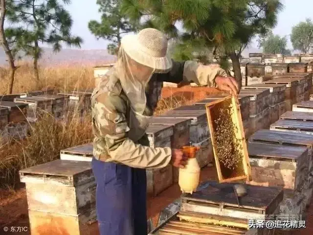 蜜蜂春繁开繁时治几次螨?具体怎么操作?-图片1