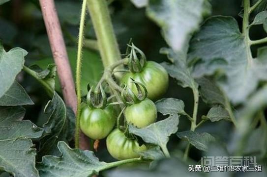 如何防治西红柿的病虫害?-图片3
