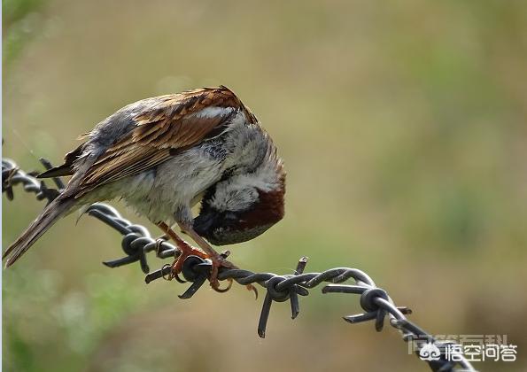 为什么麻雀到处都有,却不能被人类饲养?-图片4