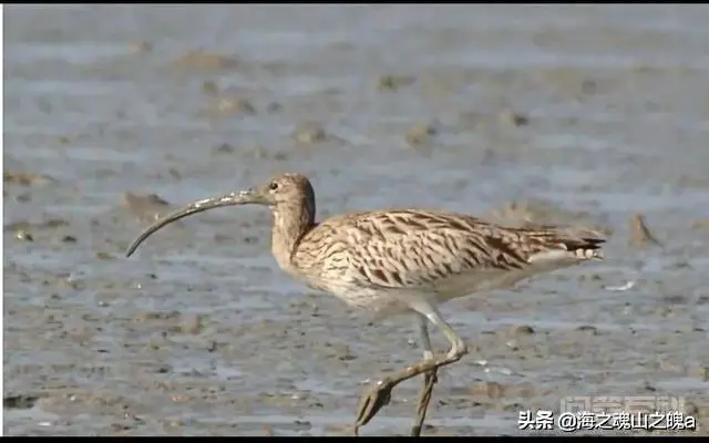 《不够格的伙伴》故事讲的是什么?-图片1