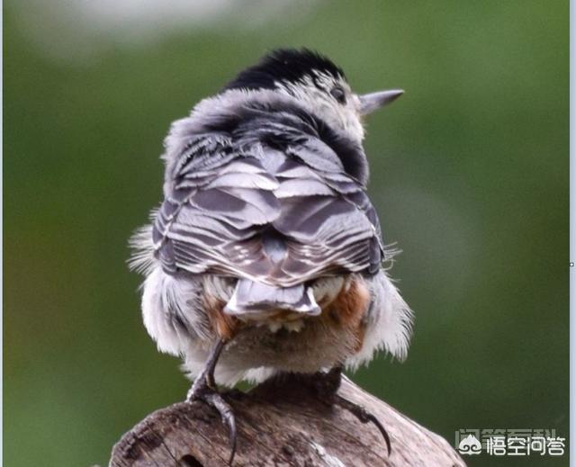 为什么麻雀到处都有,却不能被人类饲养?-图片2