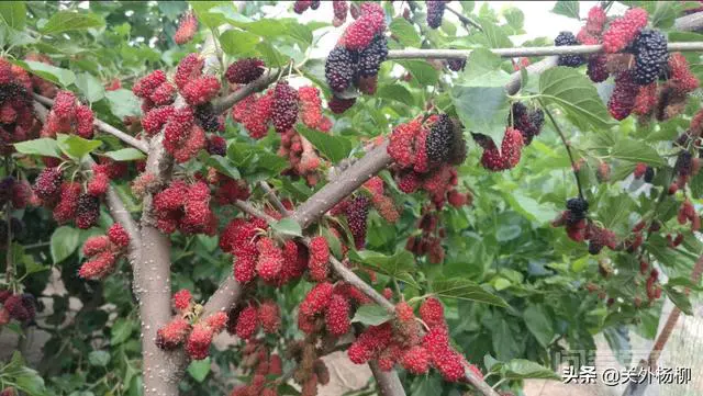 中国旅游为何捆绑购物?一手好牌打得稀烂?-图片3