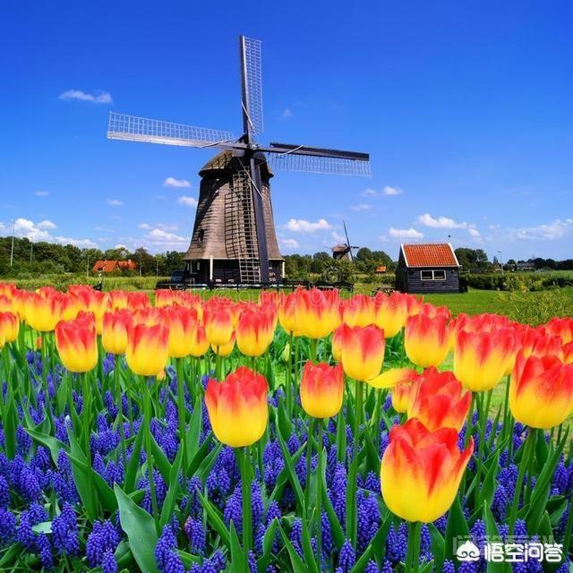 荷兰的综合国力如何?-图片2