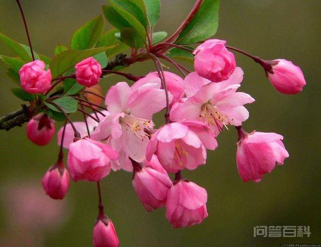 名句“一树梨花压海棠”,这究竟有什么深意?-图片2