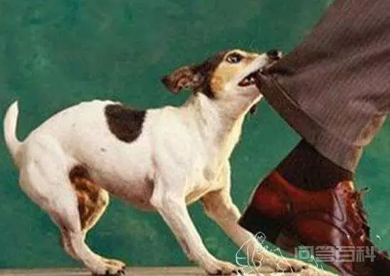 不适合打牌的生肖有哪些?-图片4
