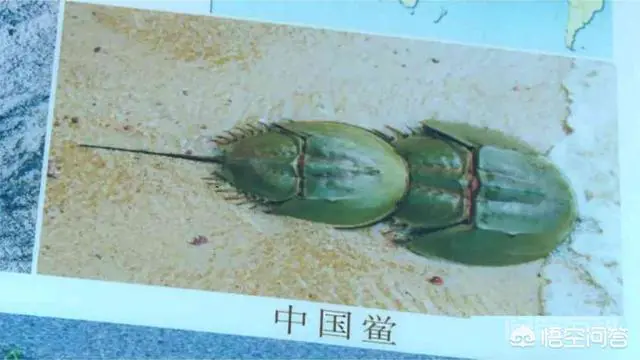 广西一家人吃鲎后一人中毒昏迷一人死亡,对此你怎么看?-图片1