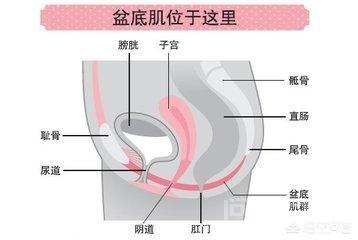 盆底肌肉是什么?
