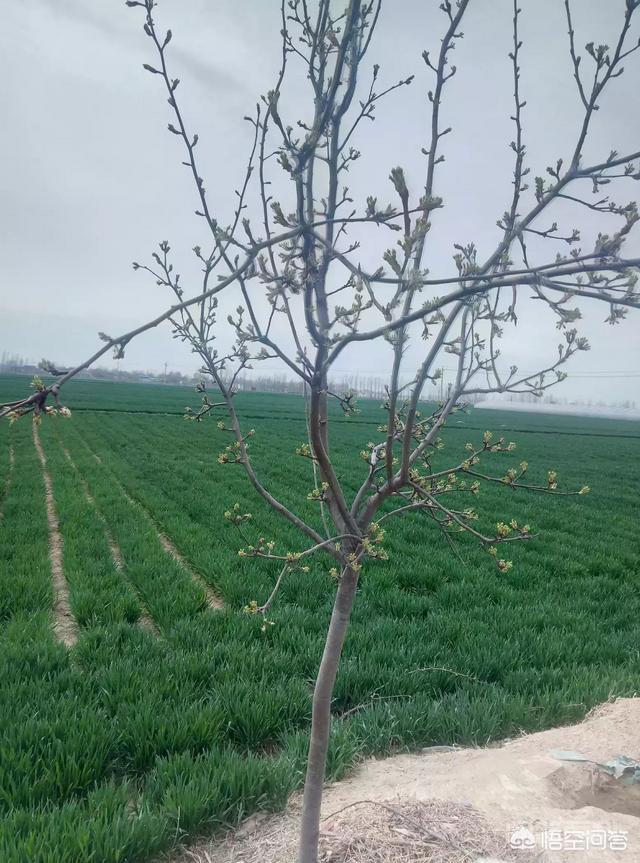种子出苗后怎样管理?-图片3