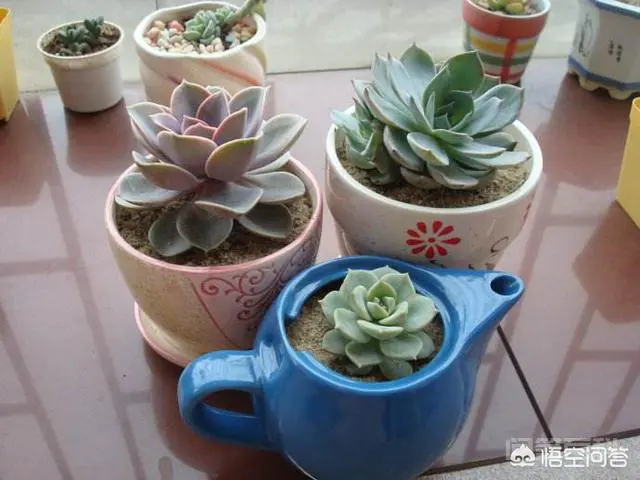 杀扑磷禁用以后,蚧壳虫该如何防治?-图片4