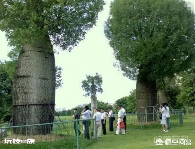 非洲沙漠有一种猴面包树,能储存两吨水,为何我国难以推广种植?-图片2