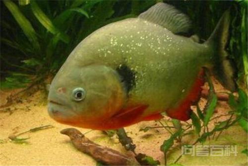 食人鱼能吃吗?味道如何?-图片2