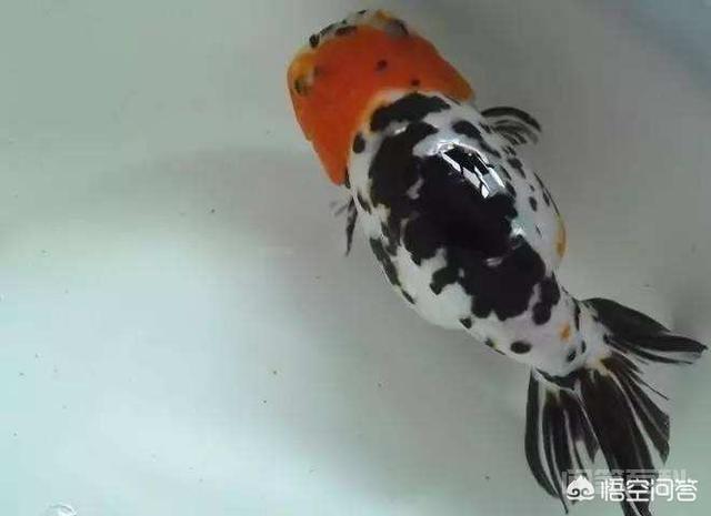 为什么金鱼不爱吃鱼食,反而大口吃馒头?-图片2