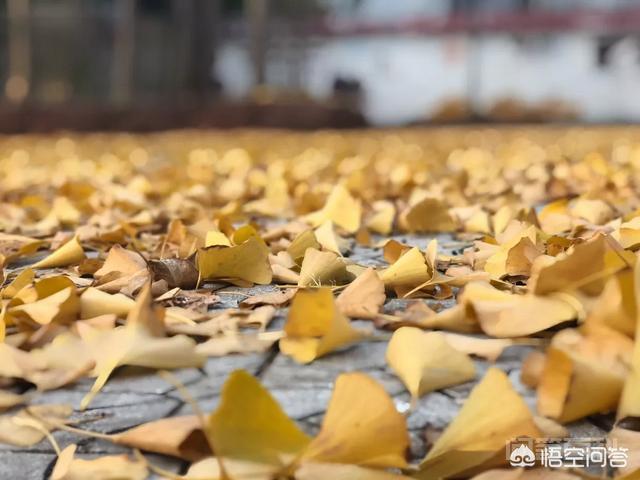 你拍照片之后会P图吗？你喜欢P图吗？你为什么P图？-图片3