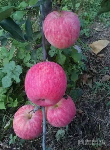 秦阳苹果和鲁丽苹果哪个好?-图片2