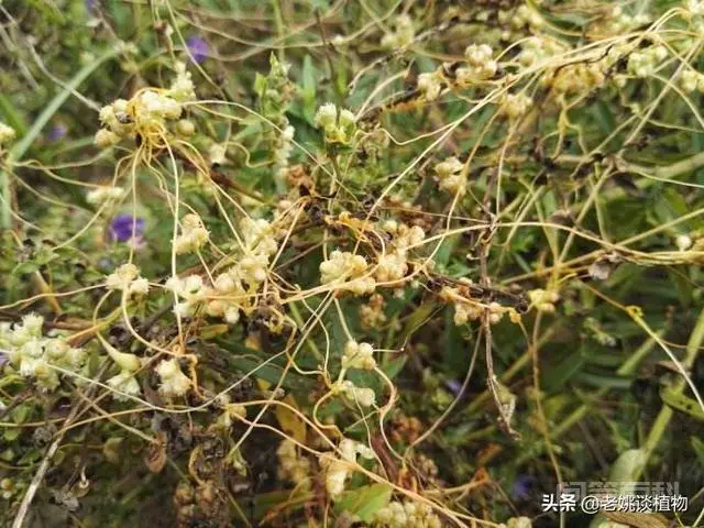 飞扬藤有什么作用?-图片3
