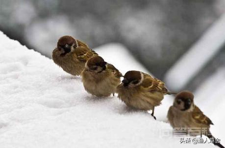 麻雀冬天吃什么?一天能吃多少?-图片1