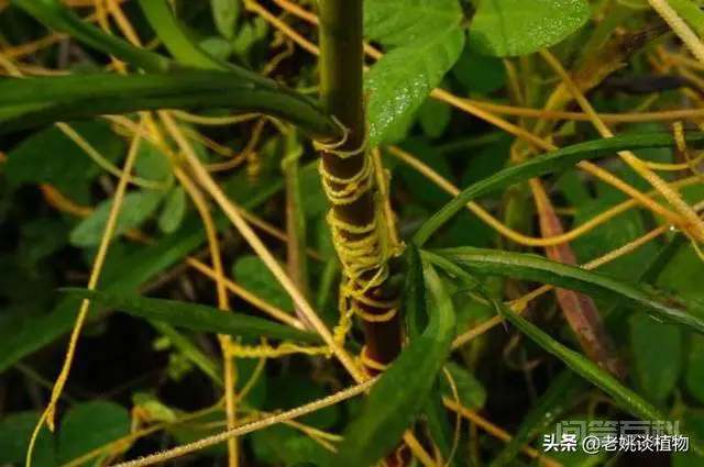 飞扬藤有什么作用?-图片1