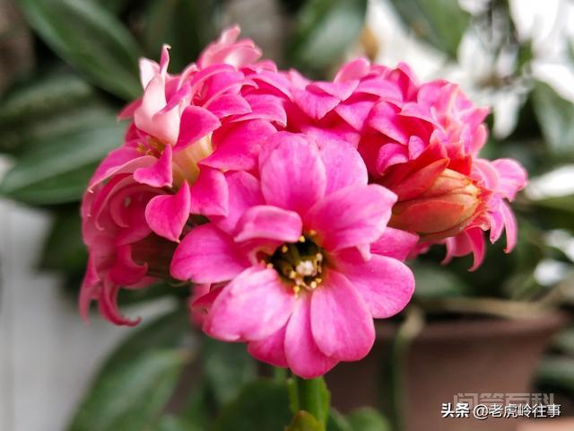 语文学习的终极目的是什么?