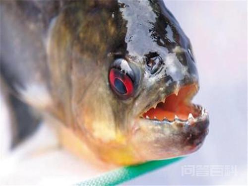 食人鱼能吃吗?味道如何?-图片1