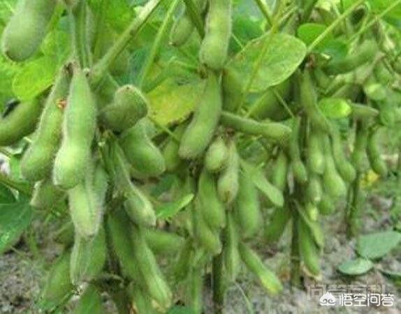 国内的大豆产区在哪里,种植的都是本国品种吗?-图片1