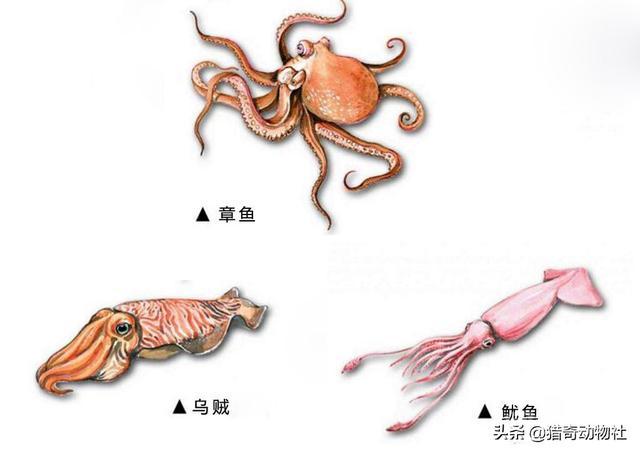 章鱼,乌贼,鱿鱼,八爪鱼,有什么不一样?-图片6