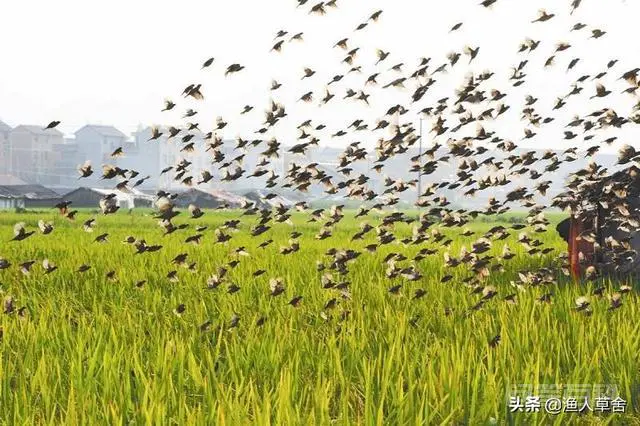 麻雀冬天吃什么?一天能吃多少?-图片2