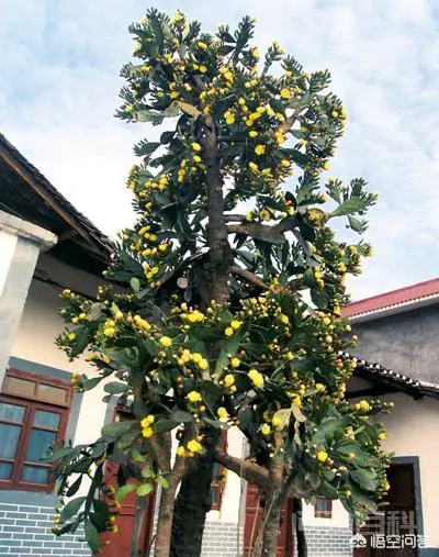 蚂蚁森林可以种梭梭树、沙柳,为什么不让种仙人掌?-图片5