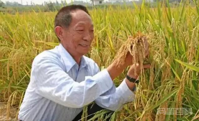 袁隆平的两个水稻梦想,什么时候会实现?-图片3