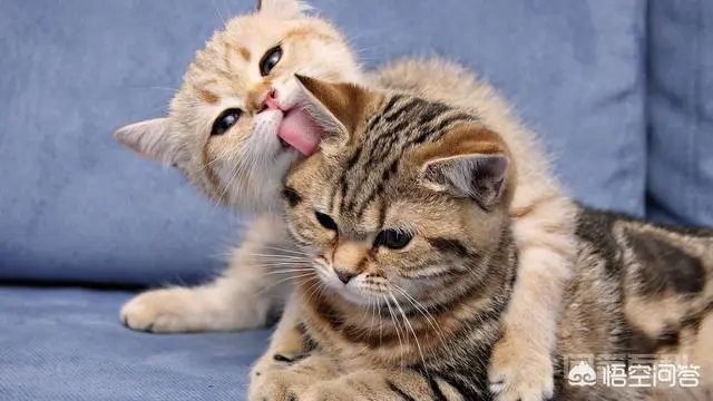 小猫咪离开了妈妈是否会伤心?-图片1