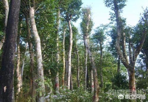 沉香木每克上万元,农村为什么不种植呢?-图片2