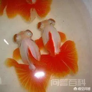 为什么金鱼不爱吃鱼食,反而大口吃馒头?-图片4