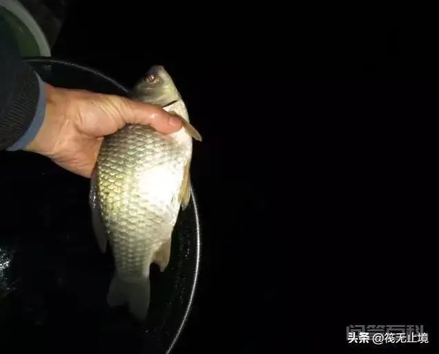 夜钓碰上大鱼将鱼竿拉走如何处理?-图片5