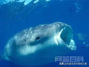 鲸鲨是地球上最大的鱼,可为什么它只吃小鱼小虾?-图片3