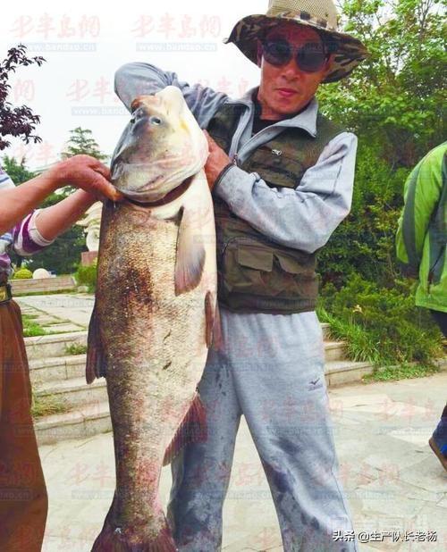 三十斤的大口鲢每天能吃多少鱼?该怎么做?-图片2