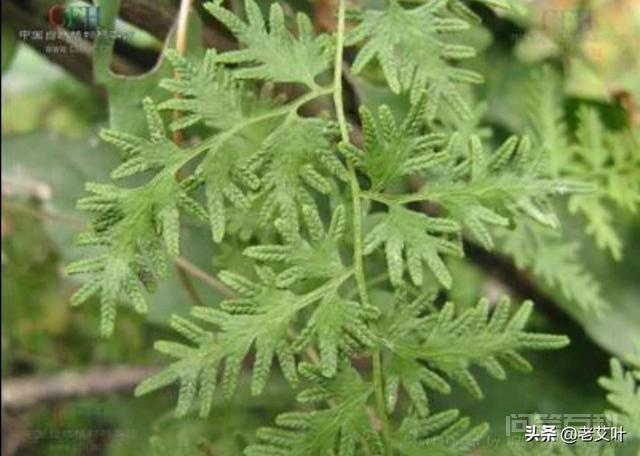农村全身金粉的海金沙草有什么用?-图片2