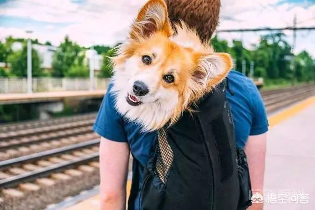 “打包袋”的英文为什么是“doggy bag”?和“狗”有关系吗?-图片2