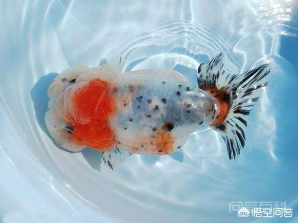 为什么金鱼不爱吃鱼食,反而大口吃馒头?-图片3