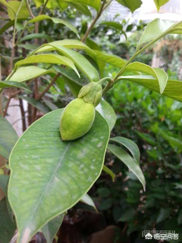 沉香木每克上万元,农村为什么不种植呢?-图片1