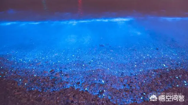 请问荧光海是怎么产生的?-图片1
