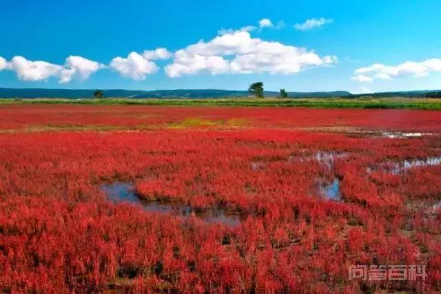 为什么北海道比较有人气,吸引人去旅游?-图片3