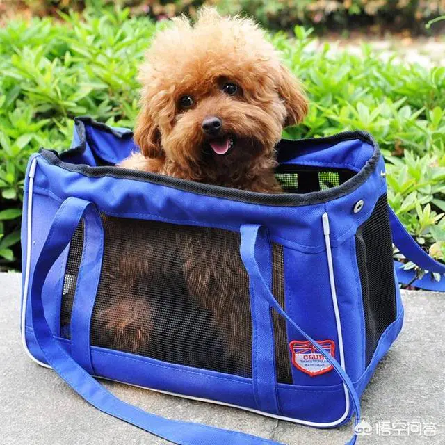 “打包袋”的英文为什么是“doggy bag”?和“狗”有关系吗?-图片1