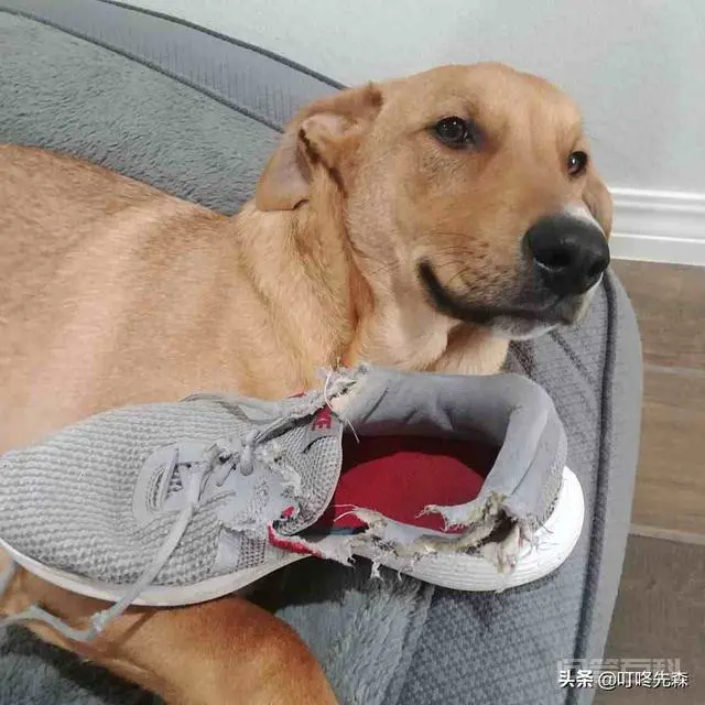 当狗狗搞破坏时,你是怎么惩罚狗狗的?-图片4