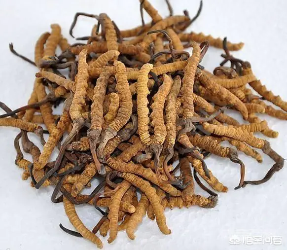 怎样种植冬虫夏草?-图片1