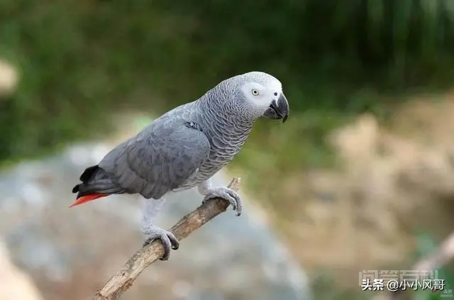灰鹦鹉和什么鸟混养好?