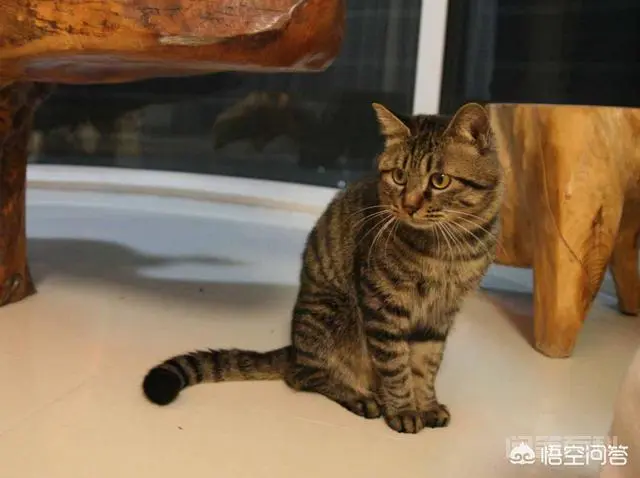 小猫咪离开了妈妈是否会伤心?-图片3