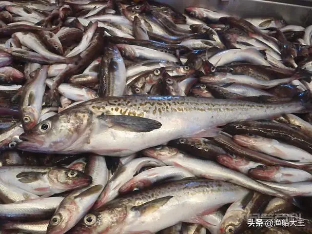 什么是正宗的鳕鱼?-图片1